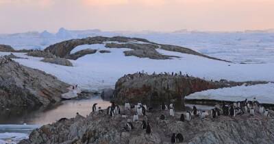 Украинские полярники рассказали, сколько пингвинов живет возле станции "Академик Вернадский" (фото)