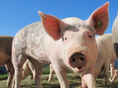 В США медики впервые пересадили человеку две почки свиньи