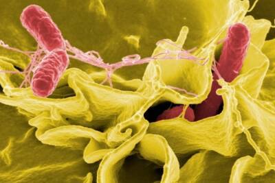 Журнал The Lancet выпустил статью об убивающих людей микроорганизмах
