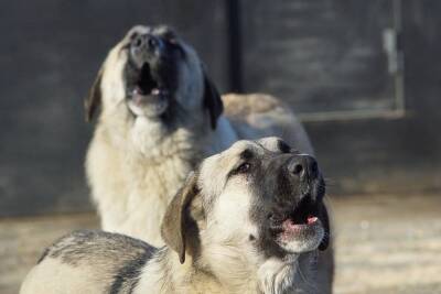 В Курске за 19 дней январе отловили 78 бездомных собак