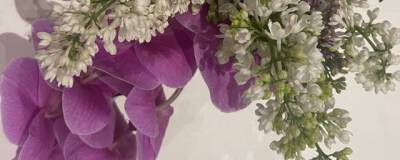 Столы переговоров Лаврова и Блинкена в Женеве украсили сиренью и орхидеями