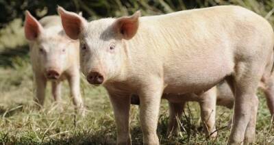 «Меры слишком сложны». Еврокомиссия оттягивает решение о помощи свиноводам