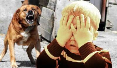 В Ишиме собака сильно искусала девочку на детской площадке
