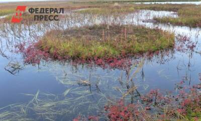 Среднегодовая температура на Ямале выросла на 3,5 градуса