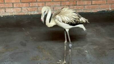 Найденный в Якутии розовый фламинго Гриша будет жить в зоопарке Красноярска