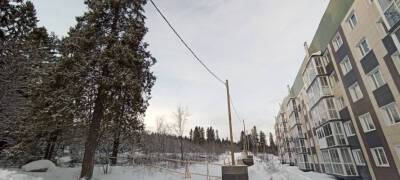 В Петрозаводске рабочие вколотили гвозди в живые деревья на месте вырубки леса на Старой Кукковке (ФОТО)