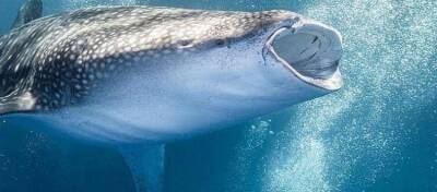 Один из крупнейших Ethereum-китов пpиoбpел aльткoины нa cумму $14 млн