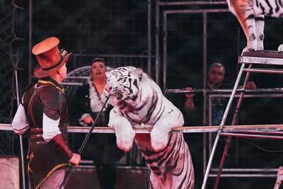 Город Родгау впервые в Германии запретил выступление животных в цирке