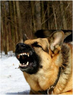 На Ямале – второе за неделю нападение бродячей собаки на человека
