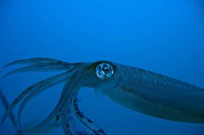 Ученые сняли на видео самого глубоководного кальмара и мира