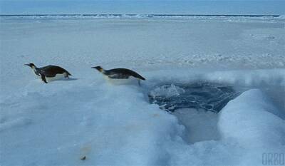 Голодные пингвины становятся агрессивными