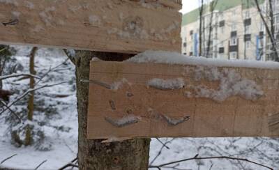 Рабочие в Петрозаводске вколотили гвозди в живые деревья