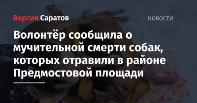 Волонтёр сообщила о мучительной смерти собак, которых отравили в районе Предмостовой площади