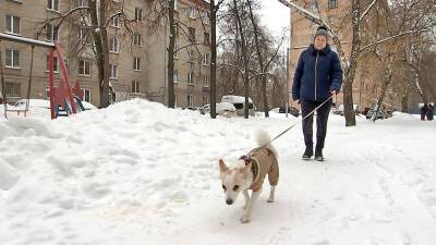 Собака из Волоколамска сама добралась в Москву и нашла новый дом