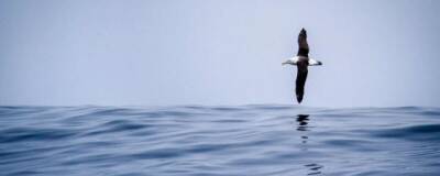 Current Biology: альбатросы умеют нырять на глубину до 20 метров