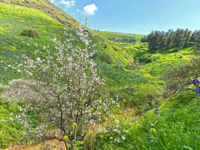 В Израиле началось зимнее цветение деревьев: как увидеть