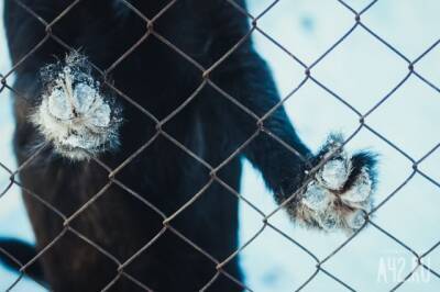 В Новокузнецке полицейские спасли замерзавшего в запертой машине щенка