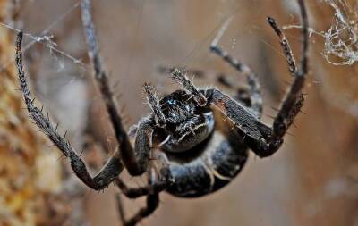 Ученые назвали червя-паразита, который живет на пауках, в честь американского актера и мира