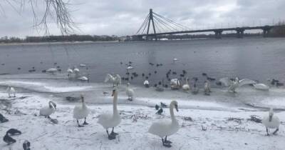 В киевском парке "Наталка" десятки лебедей облюбовали Днепр и не улетают в теплые края (фото)