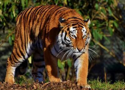 Китайский отель с видом на вольеры с тиграми подвергся жесткой критике и мира