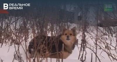 В Зеленодольском районе Татарстана за 2021 год отловили бродячих 235 собак — видео