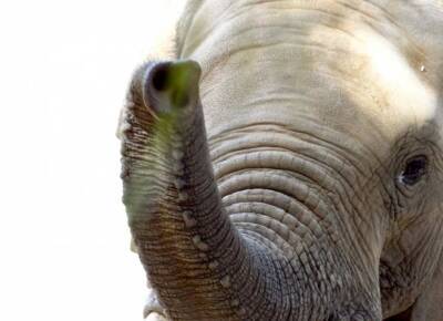 Учёные: Хобот слона – это одна из самых чувствительных частей тела в животном мире