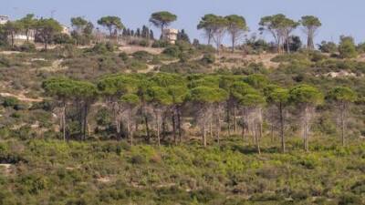 Наконец: в городах Израиля устроят массовую посадку деревьев