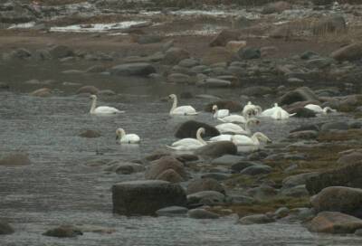 У Соснового Бора на зимовку остались более 120 лебедей
