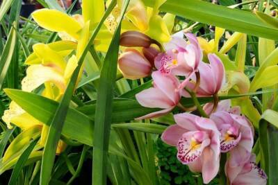 Ботанический сад приглашает волгоградцев увидеть экзотические цветы