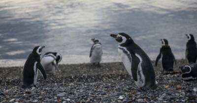 В Аргнентине охоту пингвина в океане сняли от первого лица (видео)