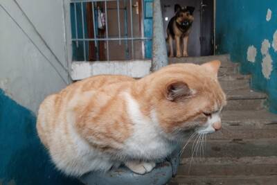 Бродячие кошки в Саратове не менее опасны для людей, чем бездомные собаки