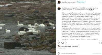 В Ленобласти впервые остались зимовать более 120 лебедей-шипунов