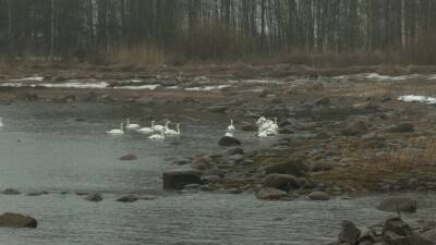 Более 120 лебедей впервые остались на зимовку у Соснового Бора