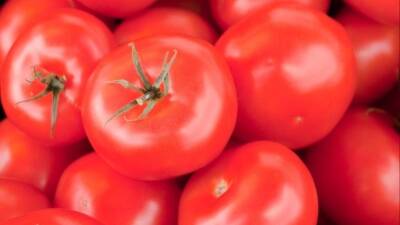 Жизель Бюндхен - Томас Брэди - Врач-кардиолог из США порекомендовал забыть помидоры, как страшный сон - 5-tv.ru - США