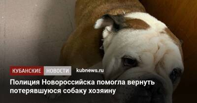 Полиция Новороссийска помогла вернуть потерявшуюся собаку хозяину