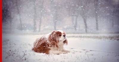 Обморожение у собак: как распознать и оказать первую помощь