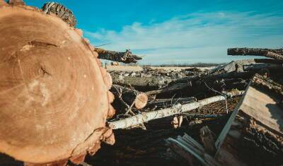 В Украине дрова подорожали до исторического максимума