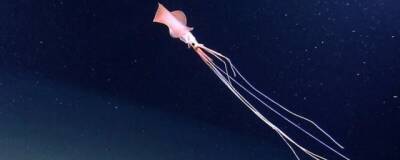 Неизвестный вид глубоководного кальмара найден на рекордной глубине 6200 метров