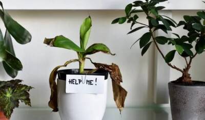 Как спасти комнатное растение от увядания