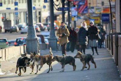 Зоозащитники нашли в Тольятти квартиру со стаей из 120 собак