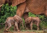 Редкий случай:в Кении родились слонята-двойняшки