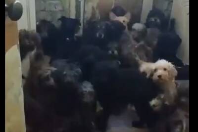 В квартире россиянки обнаружили 120 истощенных собак