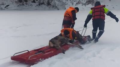 В Бобруйском районе спасатели помогли косуле выбраться из полыньи