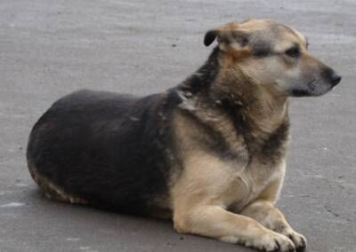 В Забайкалье жители устроили митинг после смерти девочки от укусов бездомных собак