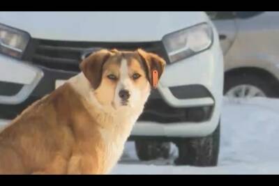 Отравленные собаки в районе Берёзовой рощи Воронежа гибнут в страшных мучениях