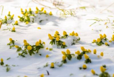Первые цветы распустились в середине зимы в Ботаническом саду Петербурга