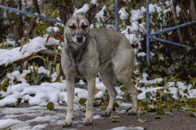В Новосибирске стали чаще жаловаться на бродячих собак