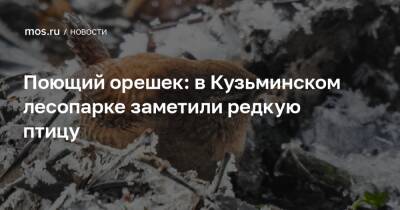 Поющий орешек: в Кузьминском лесопарке заметили редкую птицу