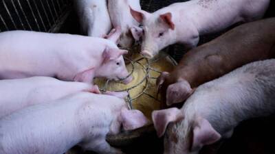 Ученые Университета штата Айовы объяснили, почему свиньи устойчивы к COVID-19
