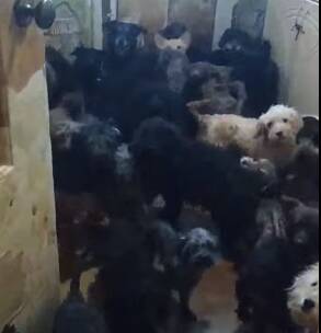 Десять собак из адской квартиры в Тольятти забрали в Ульяновск